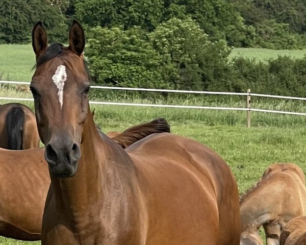 broodmare Morwhanna F (Arabian purebred,  , from Piligrim 1991 ox)