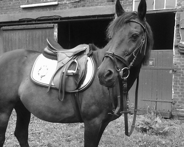 horse Tordis Kracher (DE) (German trotters, 1992, from Megabucks (US)) horse Tordis Kracher (DE) (German trotters, 1992, from Megabucks (US))