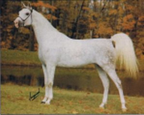 broodmare Dagmara ox (Arabian purebred, 1970, from Negatiw 1945 ox)