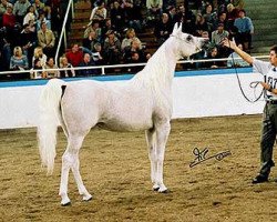 broodmare Navarrone P ox (Arabian purebred, 1987, from El Khadir P ox)