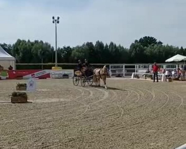 Video of Golden dancing Darling B NRW