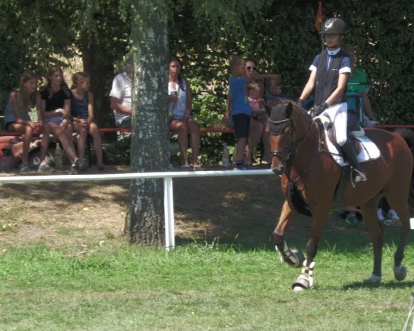 Reitturnier Nussbach 2022