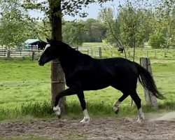 Pferd D-Jane (Oldenburger, 2019, von Dante’s Jr.)