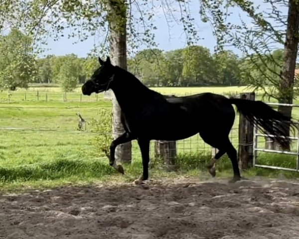 horse Fancy Jane (Oldenburg, 2018, from Feinrich)