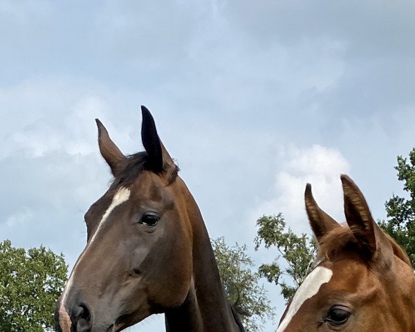 broodmare Fürstin Jane (Oldenburg, 2014, from Fürst Romancier)