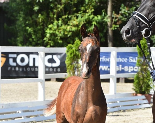 horse Los Angeles (Oldenburg, 2021, from Las Vegas)