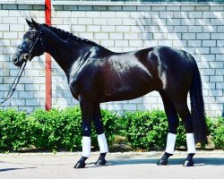 dressage horse Finest Flash (Hanoverian, 2015, from Finest)