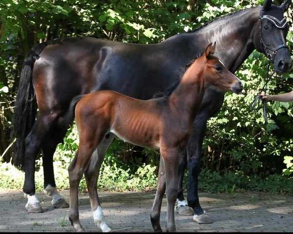 horse Controversial TM (Oldenburg show jumper, 2022, from Conthalou)
