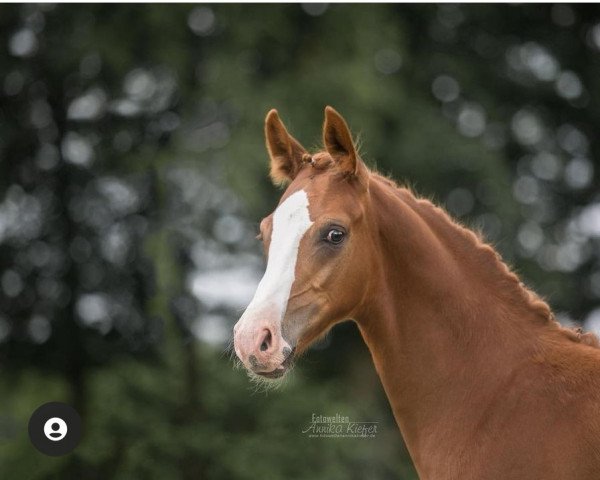 horse Heinzelmanns Hicks (German Sport Horse, 2021, from Hickstead Blue)