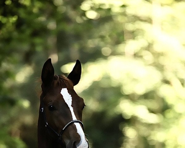 horse Felino LB (Austrian Warmblood, 2022, from Filou 2146)