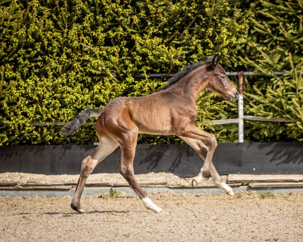 horse Heinzelmanns Hokuspokus (German Sport Horse, 2022, from Hickstead Blue)