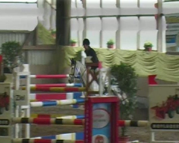 jumper Oginion (KWPN (Royal Dutch Sporthorse), 1996, from Damocles) jumper Oginion (KWPN (Royal Dutch Sporthorse), 1996, from Damocles)
