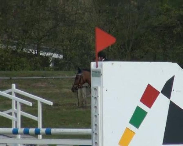 Pferd Rockina 4 (Rheinländer, 2003, von Rocket Star)