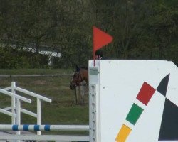 horse Rockina 4 (Rhinelander, 2003, from Rocket Star)