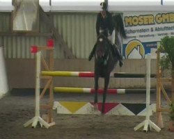 broodmare Twister (KWPN (Royal Dutch Sporthorse), 2000, from Lux Z)