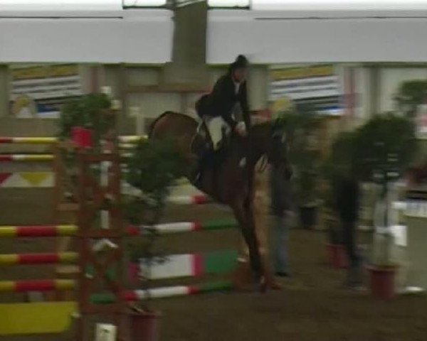 horse Momo 420 (Württemberger, 2005, from Charity)