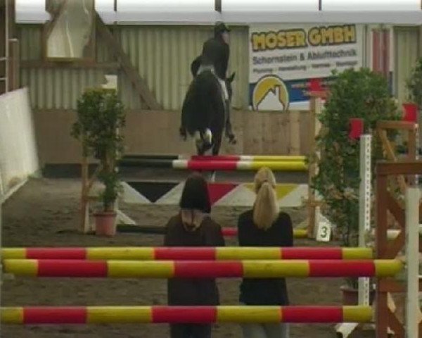 jumper For You 18 (Saxony-Anhaltiner, 1999, from Feuerbrand)
