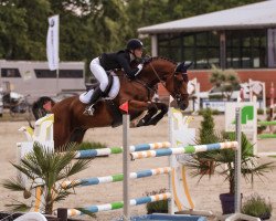 jumper Conrad 168 (Oldenburg show jumper, 2016, from Cola Zero)