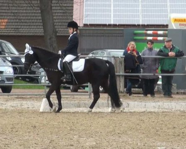 dressage horse Karthago 57 (unknown, 1993)