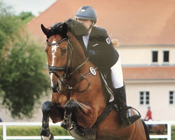 Springpferd Jazz Bay (Zangersheide Reitpferd, 2015, von Jericho Dwerse Hagen)