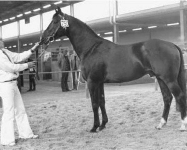 stallion Nabuur (KWPN (Royal Dutch Sporthorse), 1972, from Uppercut xx)