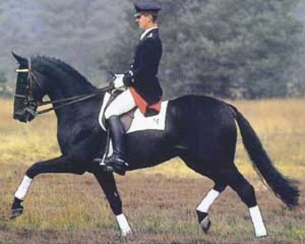 Deckhengst Lavauzelle AA (Anglo-Araber, 1988, von Fol Avril AA)