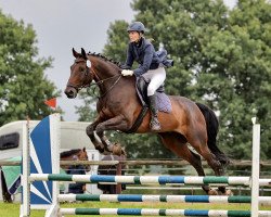 Dressurpferd Quito 44 (Holsteiner, 2010, von Quirado)