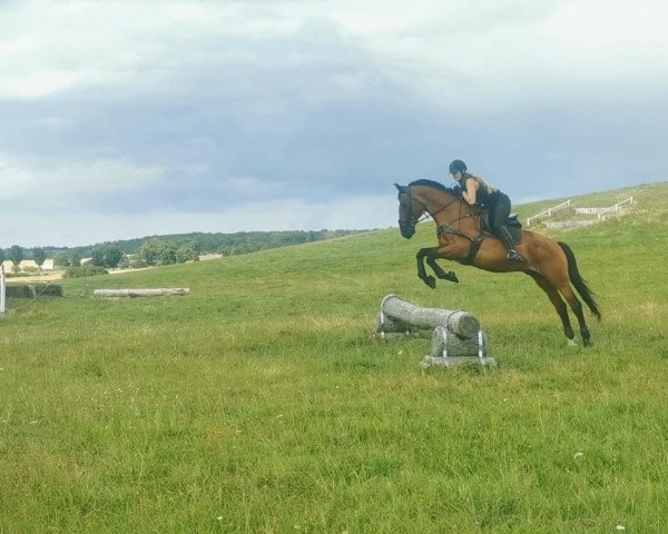 horse Zalan (Hungarian Warmblood, 2003, from Charisma II)