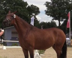 Zuchtstute Coco Chanel D (Deutsches Reitpony, 2014, von Cosmopolitan NRW)
