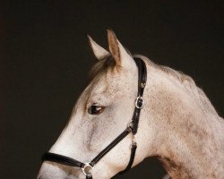 dressage horse L'amicale Calido AA (Anglo-Arabs, 2010, from Puszczyk)