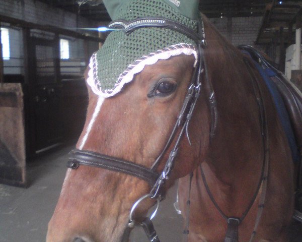 horse Viktoria 33 (Oldenburg, 1992, from Freisturm)