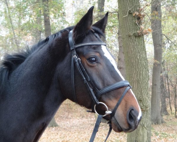 jumper Remember me (Westphalian, 2005, from Rockwell)