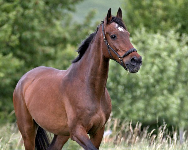 Jumper Linero 5 (Holsteiner, 1998, from Linaro)