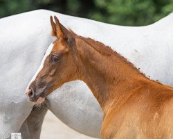 Pferd Good News (Guter Dürer) (Trakehner, 2022, von Der Dürer)