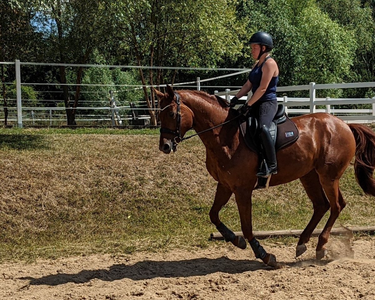 dressage horse Sonnenfee 8 (Hanoverian, 2014, from Sarotti Mocca-Sahne)