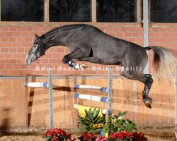 stallion Cassini Royal (Holsteiner, 2005, from Cassini I)