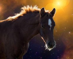 broodmare Dafina 23 (German Riding Pony, 2016, from Daddy Cool)