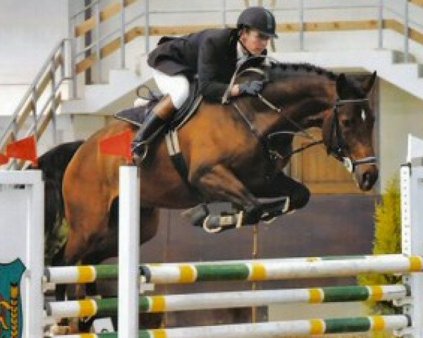 Deckhengst Wolkenstürmer (Luxemburgisches Reitpferd, 1997, von Wolkenstein II) Deckhengst Wolkenstürmer (Luxemburgisches Reitpferd, 1997, von Wolkenstein II)