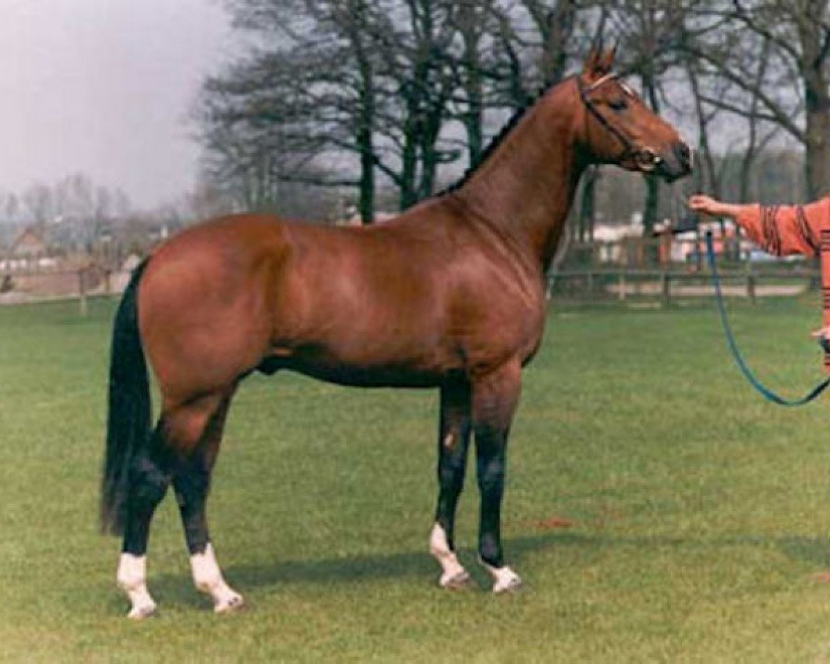 Deckhengst Jacorde (KWPN (Niederländisches Warmblut), 1991, von Concorde)