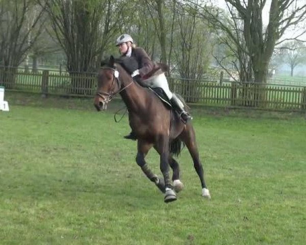 Springpferd Luigi 202 (Westfale, 2002, von Lamoureux I) Springpferd Luigi 202 (Westfale, 2002, von Lamoureux I)