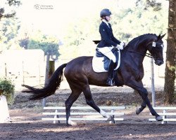 dressage horse Sunshine Deluxe (Westphalian, 2012, from Spirit 370)