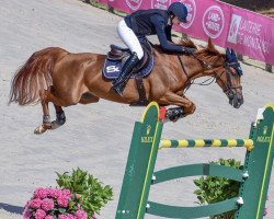 jumper Lazy (Belgian Warmblood, 2011, from Hickstead)