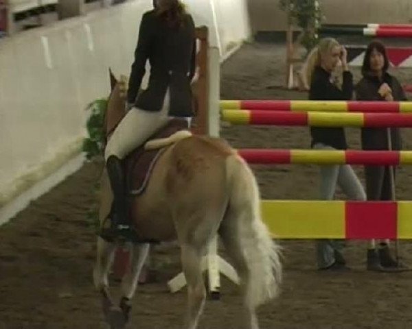 Springpferd Newcomers Little Touch (20,31% ox) (Haflinger, 1995, von Nymphensohn (25% ox)) Springpferd Newcomers Little Touch (20,31% ox) (Haflinger, 1995, von Nymphensohn (25% ox))