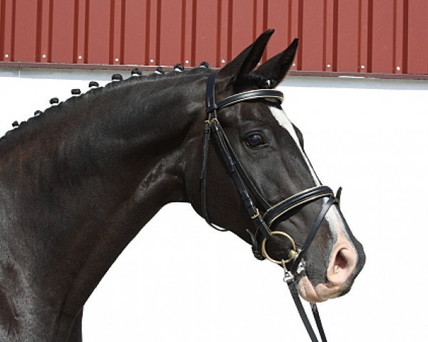jumper Pirat E (Westphalian, 2003, from Praktiker)