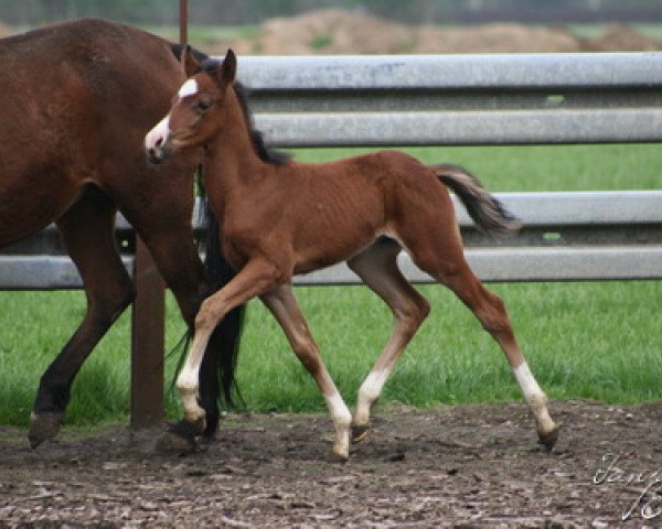 stallion Vincent's Red Venito T (German Riding Pony, 2012, from Vincent)