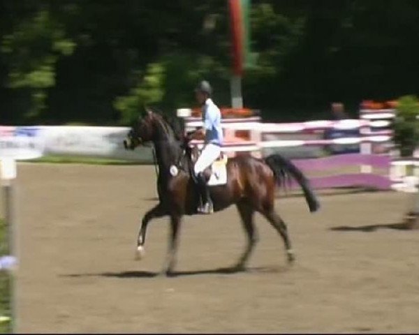 Springpferd Latilot (Oldenburger Springpferd, 2003, von Lacoste)