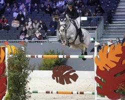 jumper Dawa de Greenbay Z (Zangersheide riding horse, 2012, from Diarado)