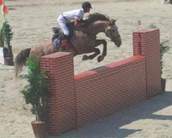 horse Angelo F (KWPN (Royal Dutch Sporthorse), 2005, from Sydney)