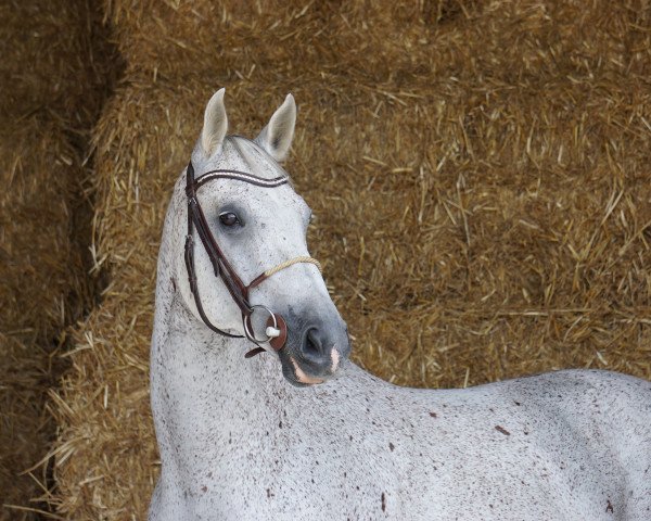 dressage horse Glücksbringer (Oldenburg, 2003, from Granulit)