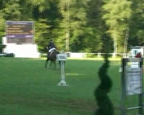 Zuchtstute Cara Mia 79 (Rheinländer, 2004, von Charisma)